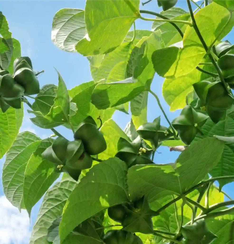 Sacha Inchi Tree